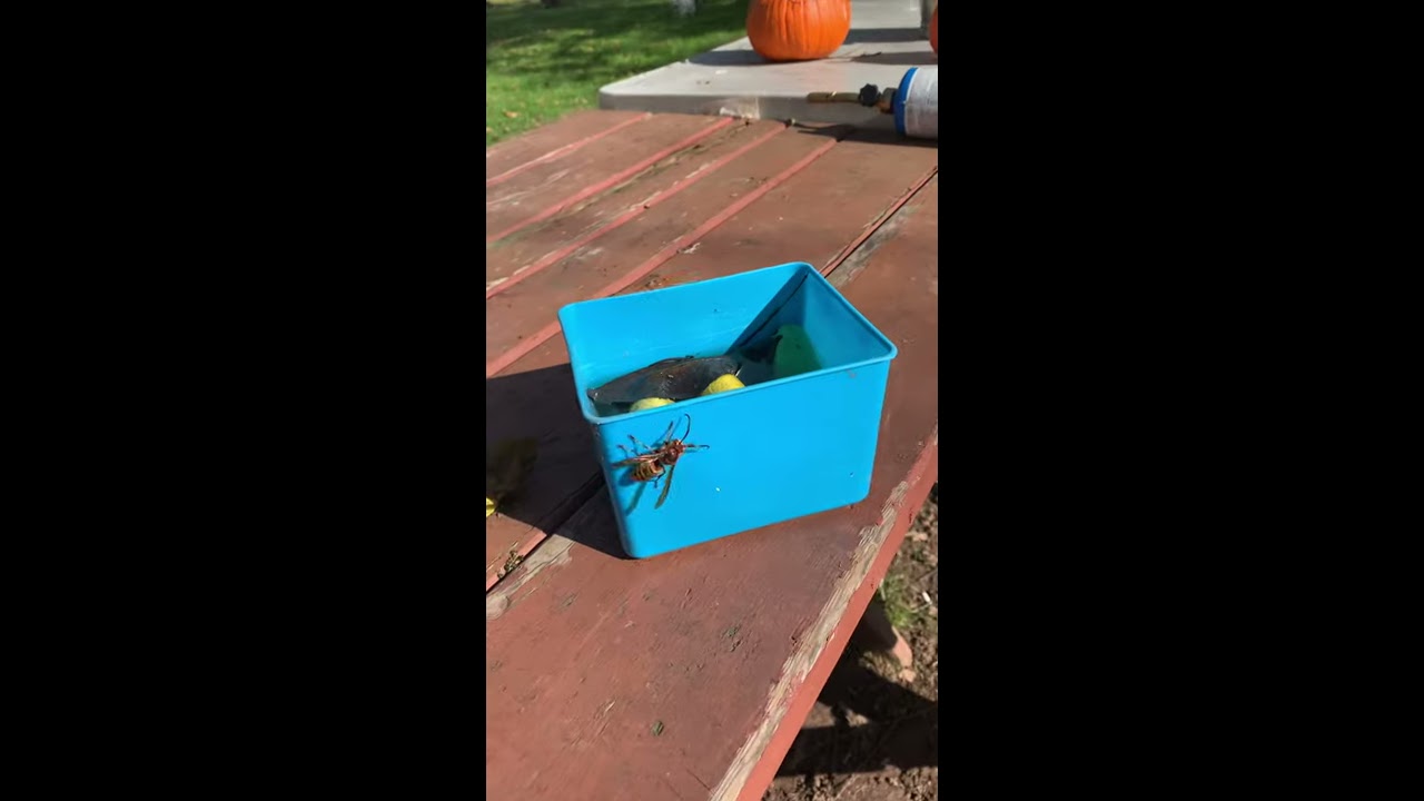 Murdering hornets in Pennsylvania. A.k.a. Asian hornet