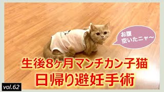 Eight month munchkin cat got spay surgery