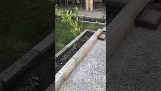 Transformation our garden into a beautiful home garden #farming #satisfying #viralvideo #shorts