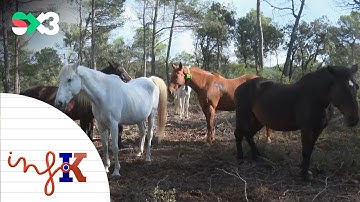 Els ramats que protegeixen el bosc d