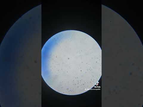 Dirty Sponge Water