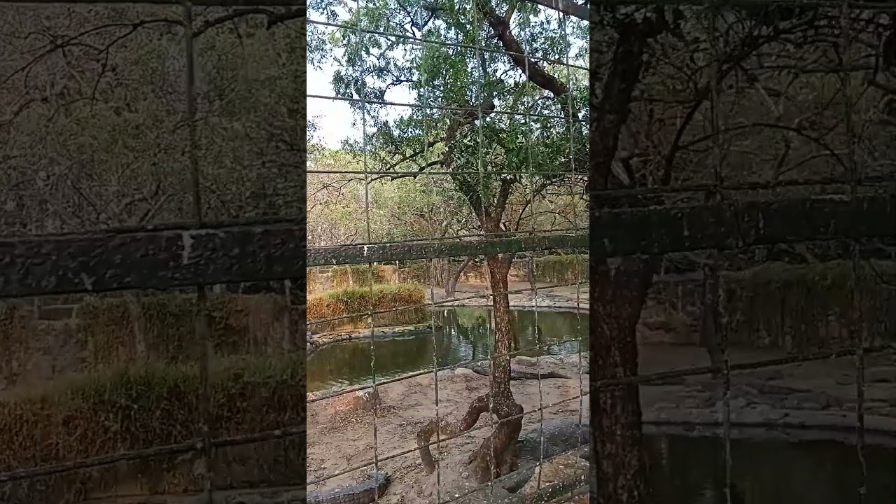 Mugger And Marsh Crocodile In Crocodile Bank