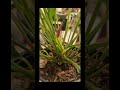Anturios #anturios #jardin #jardínencasa #flores #pazmental