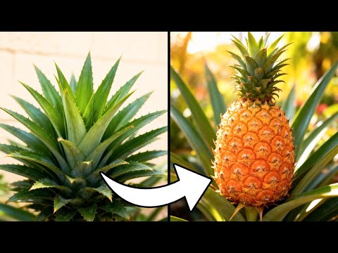 Cultiva TONELADAS de PIÑAS, No Hojas – Haz Esto y Multiplica x5 tu COSECHA