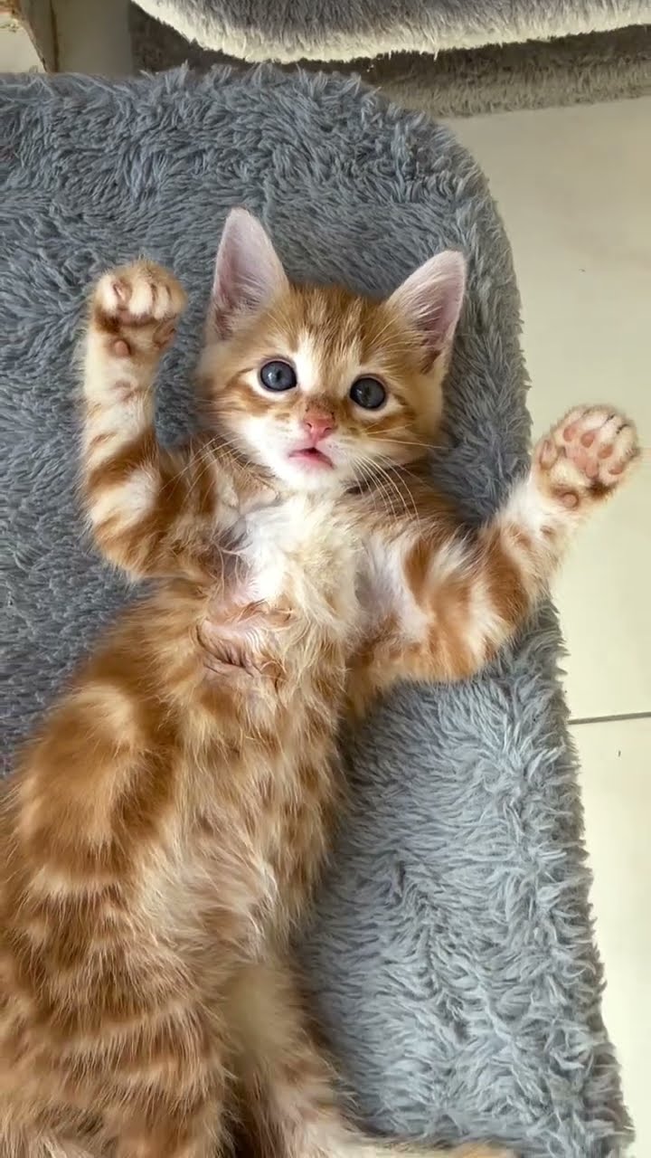 Top des vidéos très mignon petit chaton ♥️♥️♥️♥️♥️♥️
