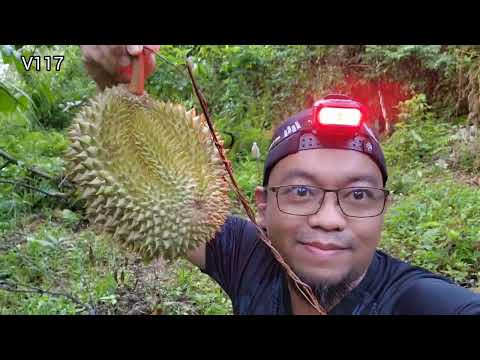 Video Misi mencari durian di Baling, Kedah. - youtube