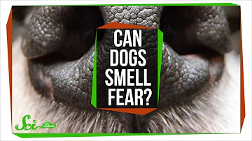 Can Dogs Smell Fear?