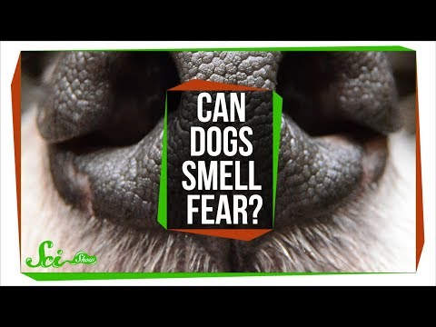 Videó: Kérdezzen meg egy állatorvost: Lehet kutyák szagolni a félelmet?