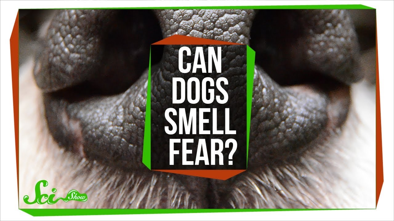 Can Dogs Smell Fear 