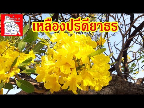 เหลืองปรีดียาธร - ต้นไม้มงคล (Tree of Gold) บานเหลืองอร่ามทั่วเมืองโคราช