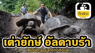 ประเทศ เซเชลส์ เมืองแห่งเต่ายักษ์อัลดาบร้า - walking with giant tortoises in Seychelles