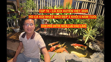 TẬP 16 -CÁ KOI XUYÊN VIỆT 2025-HỒ CÁ KOI NHẬT NHỎ ĐẸP 3 KHỐI 5 NĂM TUỔI CHI PHÍ 20TR SỬA LẠI VÀI LẦN