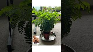 Growing Tamarind Indoors in Canada: From Seed to Half-Meter Bonsai
