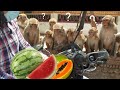 feeding 40 kilogram 3 different watermelon & 5 kg papaya | monkeys are really looks like a Human