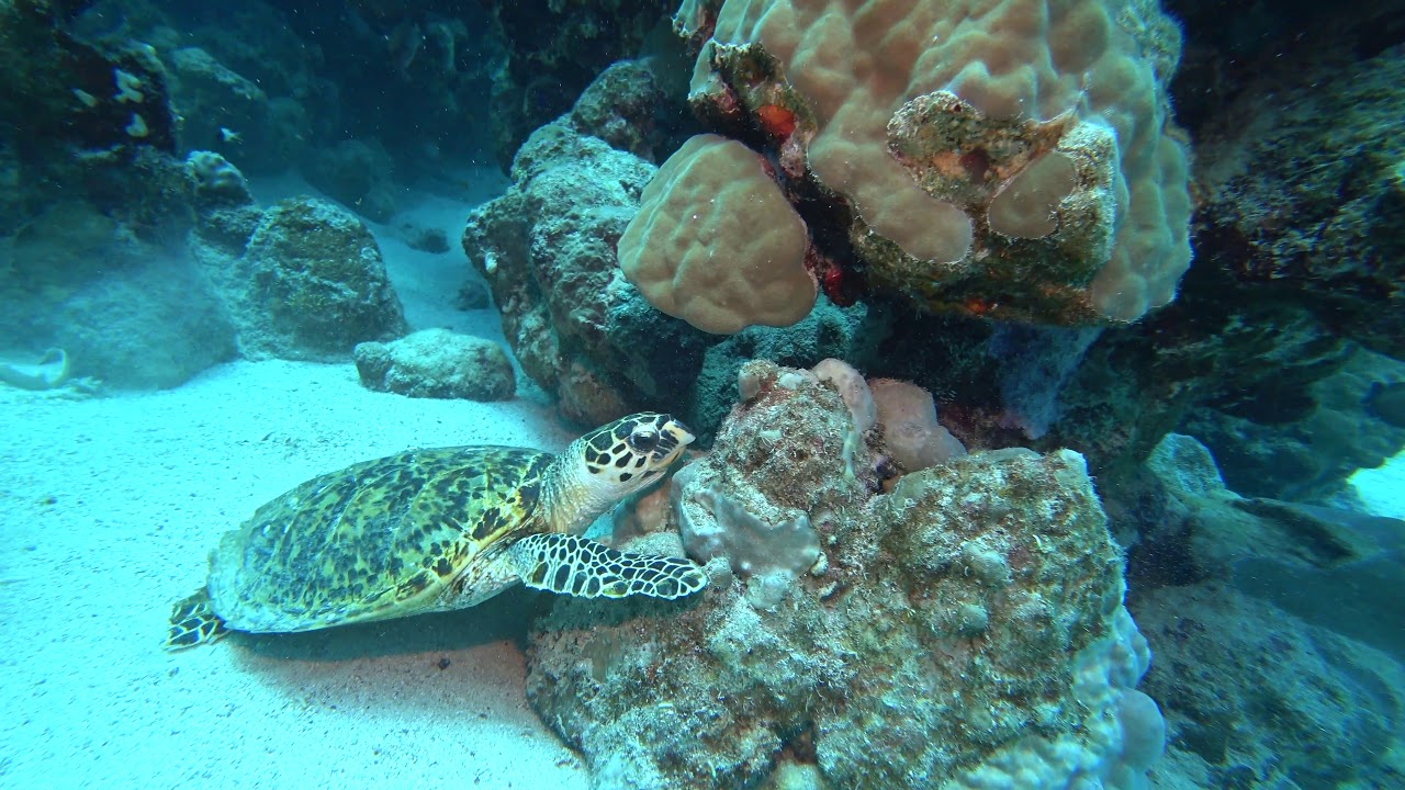 Concorde Moreen Beach - Diving with Shark & Turtle