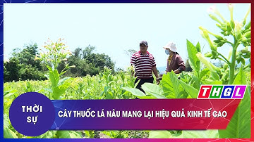 Cây thuốc lá nâu mang lại hiệu quả kinh tế cao