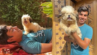 Mini Zoo Me Shih Tzu Dog Agea  Surprise