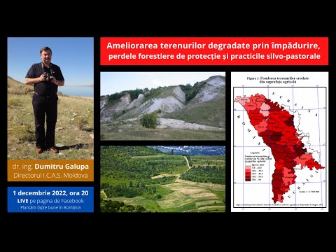 Video: Unde cresc pinii: clasificarea speciilor, definiția, denumirea, caracteristicile de creștere, condițiile de cultivare naturală și artificială