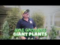 Mrs growers giant plants update