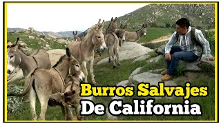 Burros Salvajes De California En Moreno Valley Parte 2