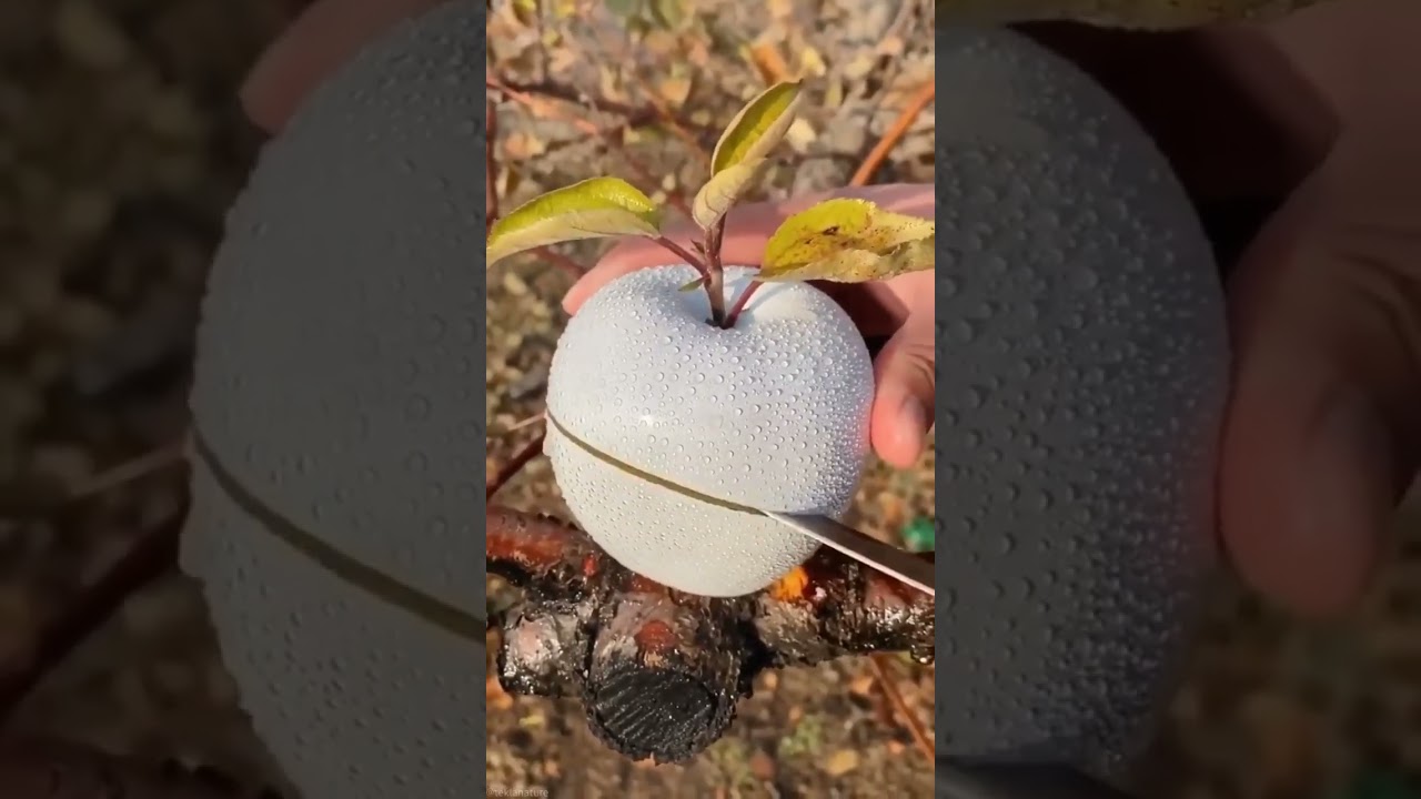 Así son las MANZANAS blancas 🍎 | 