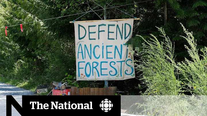 Forest management questioned amid B.C. logging protest