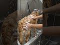 Dog coat reset grooming session #beforeandafter #cutedogs #dogshorts #petgrooming #dogcare #dog