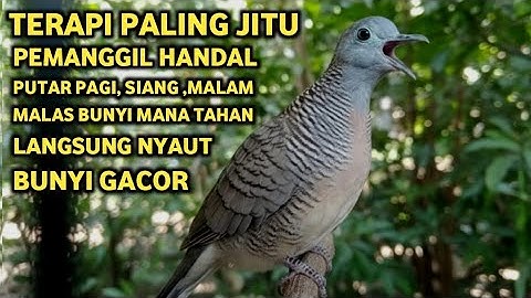 Perkutut Lokal Gacor Suara Super Kristal - Pancingan Malas Bunyi  (99%AMPUH BANGET)