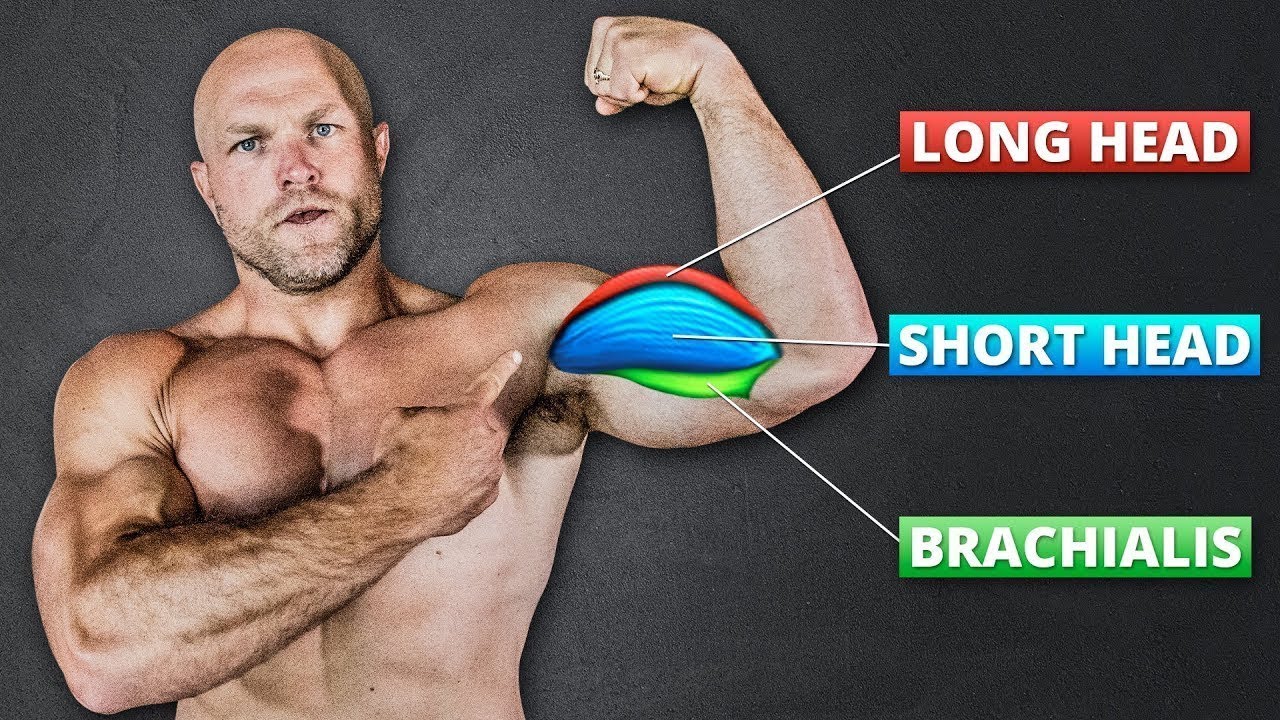 How To Increase Size In EVERY Part Of The Biceps YouTube how-to-increase-size-in-every-part-of-the-biceps-youtube