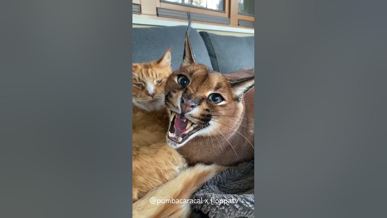 Caracal Pumba Hissing and Growling : Floppa #shorts - YouTube