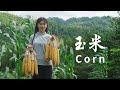 8月伊始，回家帮外婆收玉米，丰收的喜悦真好|Harvesting corn|杨大碗
