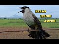 Suara Burung Kutilang Gacor Memanggil Kutilang Liar Bikin Burung Kutilang Emosi Dan Ikut Gacor