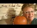 Free food for your chickens #1- PUMPKINS!
