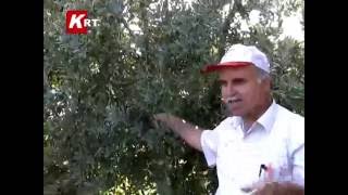Ağaç Aşılama Ve Değişik Meyveler .... Ağaç Aşılama Ve Değişik Meyveler ....