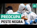 China | Amenaza de peste negra preocupa al mundo