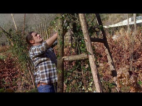 Video: Entrenar rosas en estructuras - Cómo entrenar un rosal trepador