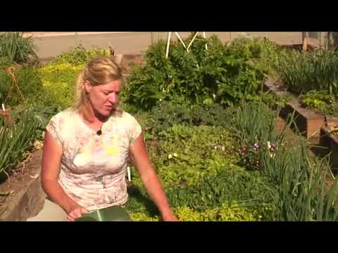 How to Add Lime to Your Vegetable Garden - YouTube