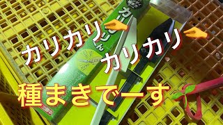 カリカリくんを使って種まき◇21/4/29