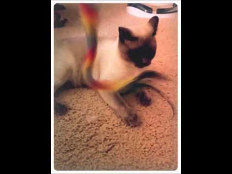 video phone beyonce mp3 Love Your Pets Too Northwest