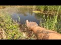 Draining a entire beaver pond  best beaver dam removal so far 