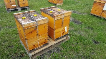 Transferring Nucs - That Bee Man