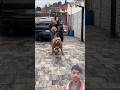 पिटबुल वर्सिजरॉटविलर दोनों फायदेमंद कौन जीतेगा #dog #pitbull #pitbull #pawsn #pawsn #pawpaws