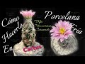 Porcelana Fría Cactus Escobaria Minima Cómo Hacerlo Tutorial.