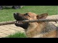 ИГРУШКА для ТАЙСОНА. Немецкая Овчарка 1 год.Male German Shepherd 1 year. Одесса.