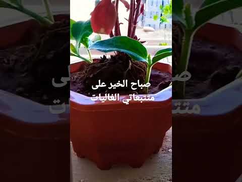 صباح الورد والياسمين والتفاؤل على احلى متتبعات