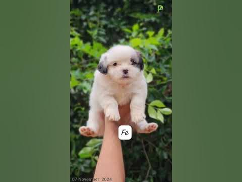 Lhasa Apso shih tzu mix puppy ||Trivandrum ||+91 85938 52209 ||#plantorium