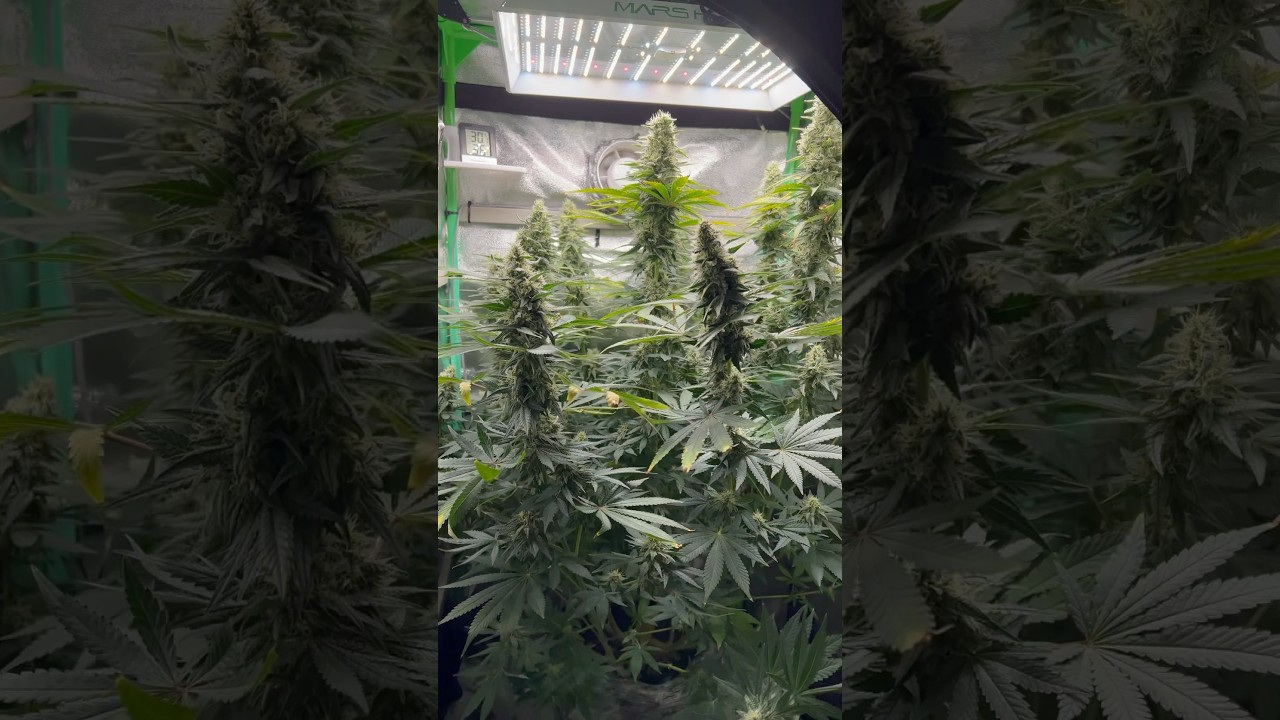 Watermelon Skittles 4 Monate alt 