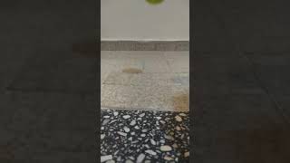 PELOTA REBOTANDO