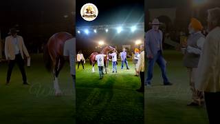 Two Teeth Colt Nashik show #horse #shorts #shortvideo #short #shortsfeed #viral #viralvideo #reels