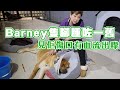 Barney隻腳腫咗一舊 見佢傷口有血流出嚟